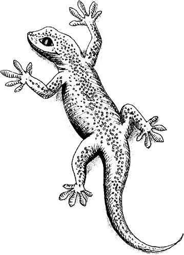 Gekko